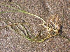 Zostera