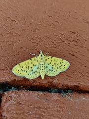 Conogethes