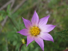 Dahlia tubulata