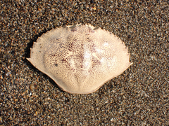 Metacarcinus magister