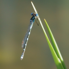 Austrolestes leda