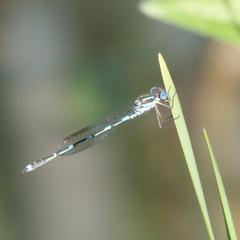 Austrolestes leda