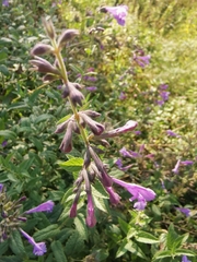 Nepeta sibirica