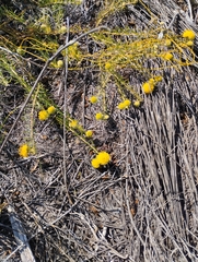 Leucospermum prostratum