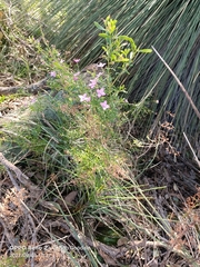 Boronia