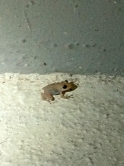 Eleutherodactylus antillensis