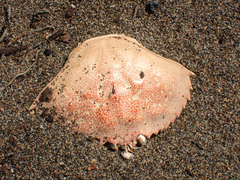 Metacarcinus magister