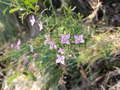 Boronia