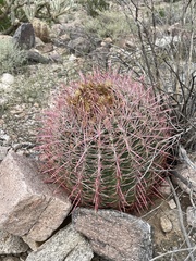 Ferocactus cylindraceus