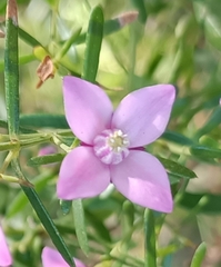 Boronia