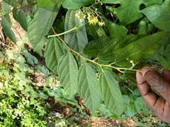 Microcos paniculata