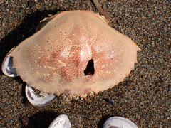 Metacarcinus magister