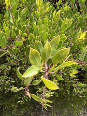 Arctostaphylos hookeri
