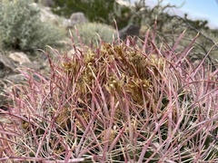 Ferocactus cylindraceus