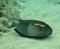 Acanthurus olivaceus