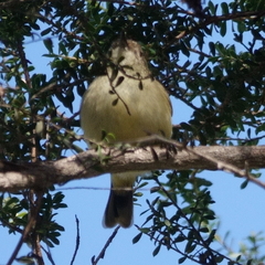Acanthiza reguloides