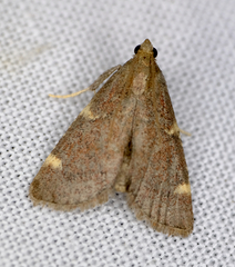 Hypsopygia thymetusalis