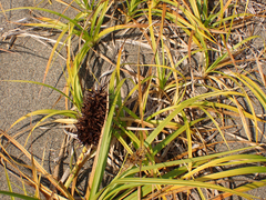 Carex macrocephala
