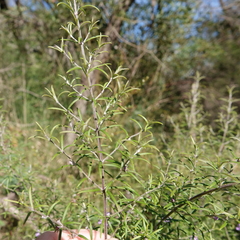 Westringia eremicola