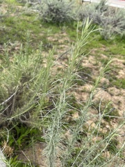 Aceria paracalifornica