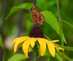 Boloria bellona