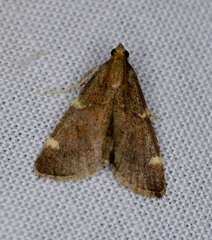 Hypsopygia thymetusalis