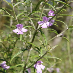 Westringia eremicola