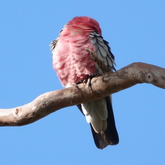 Eolophus roseicapilla