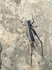 Platycleis intermedia