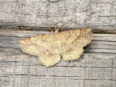 Euchlaena deplanaria