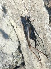 Platycleis intermedia