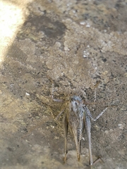 Platycleis intermedia