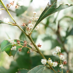 Acacia falcata
