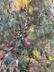 Indigofera