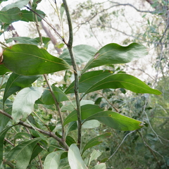 Acacia falcata
