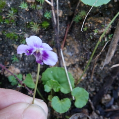 Viola banksii