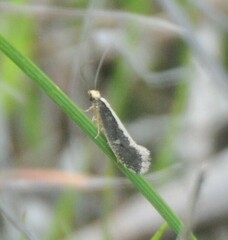 Monopis crocicapitella