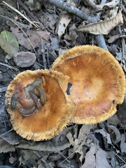 Russula grata