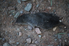 Blarina brevicauda