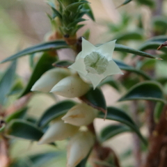 Melichrus urceolatus