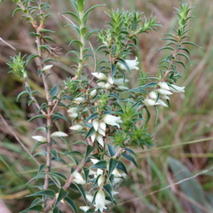 Melichrus urceolatus