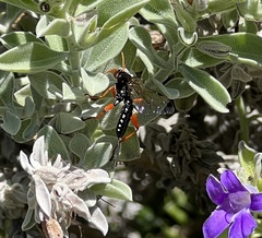 Echthromorpha intricatoria