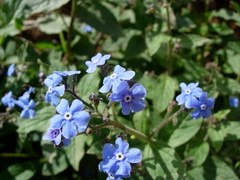 Brunnera orientalis