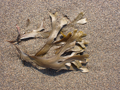 Fucus distichus