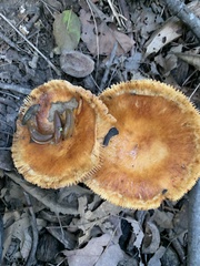 Russula grata