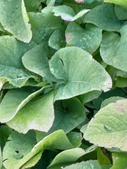 Cicerbita macrophylla