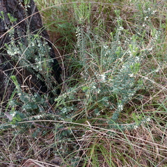 Melichrus urceolatus