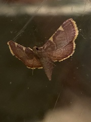 Hypsopygia