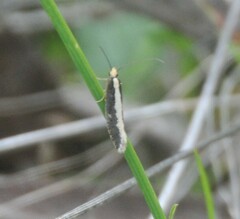 Monopis crocicapitella