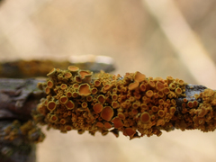 Polycauliona polycarpa